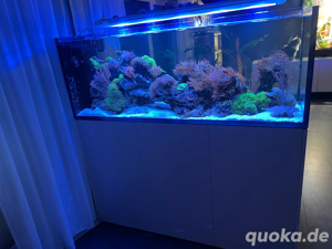 Meerwasseraquarium 650L 