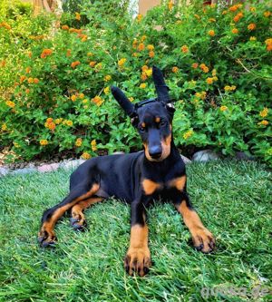 Dobermann Welpen verkaufen