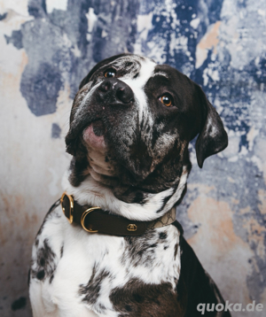 American Bully XL Deckrüde