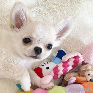 Reinrassiger Chihuahua-Welpe.