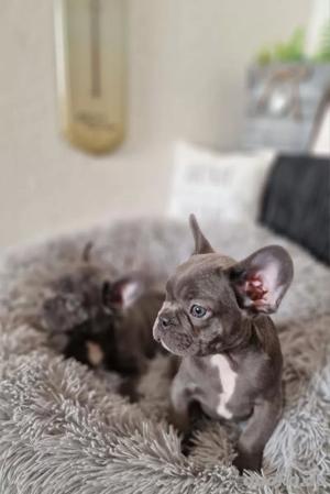 Wunderschöne Französische Bulldogge Welpen mit papieren