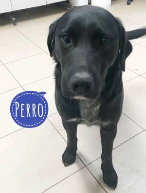 Perro, wunderhübscher Labrador Mix