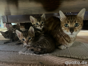 Bengalkitten 