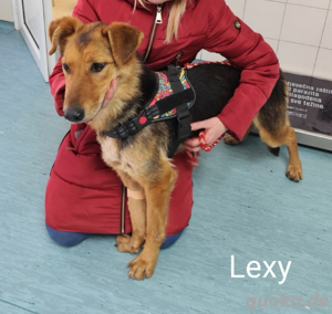 Die extrem liebe Lexy braucht dringend ganz viel Zuwendung *in Kroatien*