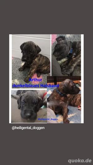 Deutsche Doggen Welpen US Linie Sonderfarben 