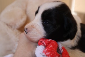 Süßer Bearded Collie Rüde sucht liebevolles zu Hause