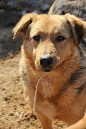 Vica, z.Z. in Ungarn, eine schüchterne Hundedame