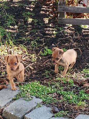 Rehpinscher welpe