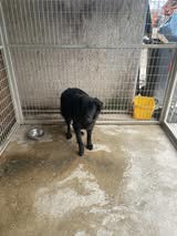 Para, z.Z. in Ungarn, eine schüchtene schwarze Schönheit Bild 2