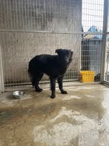 Para, z.Z. in Ungarn, eine schüchtene schwarze Schönheit