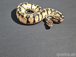    0.1 Pastel Calico het Clown   Weibchen zu verkaufen!    Bild 2