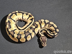    0.1 Pastel Calico het Clown   Weibchen zu verkaufen!   