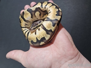   0.1 Pastel Calico het Clown   Weibchen zu verkaufen!    Bild 3