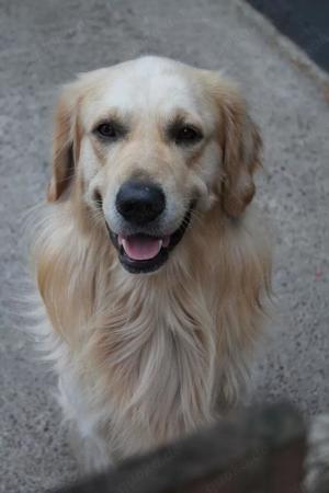 Golden Retriever (Deckrüde) MIT DECKERFAHRUNG!