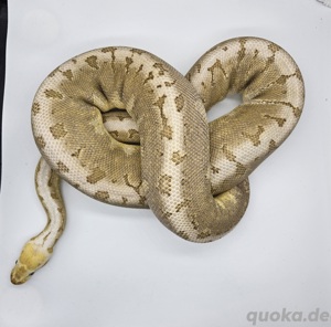 Bamboo Pinstripe Pastel dh Ghost Clown Königspython 