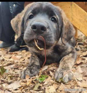 Getigertes süßes Hundekind Emil 