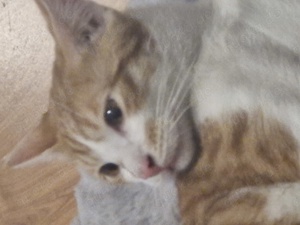 Junger hübscher Kater 