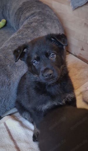 reinrassige Schäferhundwelpen