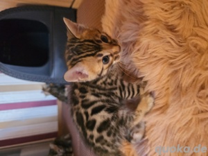 Bengal Kitten mit Stammbaum Eltern 10 Tests Katze Kater 