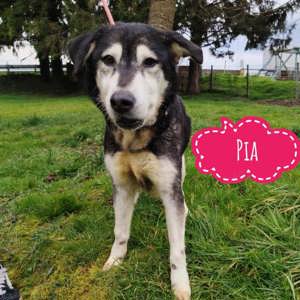Pia, süsse Alaskan-Malamute Hündin