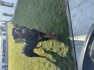 Kräftiger Rottweiler-Deckrüde mit bestem Wesen verfügbar