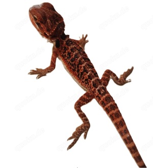Suche schöne rote und weiße Bartagamen Farbagamen wie Cawley Red, Zero Pogona Vitticeps etc.