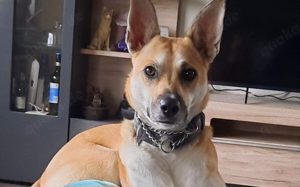 Aluna (jetzt Luna) sucht ein Zuhause