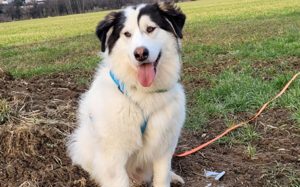 Wer schenkt Bud ein artgerechtes Zuhause?