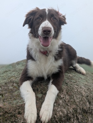 Australian Shepherd Hündin (Mini) sucht neues Zuhause