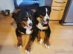 Suche Deckrüden Berner Sennen 