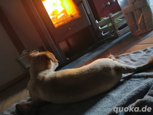 terrier mix cookie sucht zuhause 