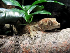 Mniarogekko chahoua Weibchen (pet only)