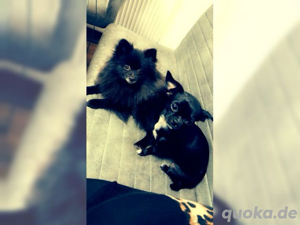 Pomchi welpen 