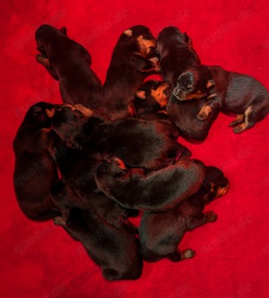 Rottweiler Valentistag Welpen Bild 1
