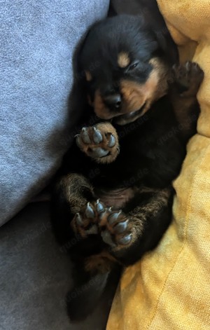 Rottweiler Valentistag Welpen Bild 5