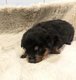 Rottweiler Valentistag Welpen Bild 6