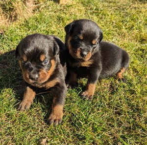 Rottweiler Valentistag Welpen Bild 2