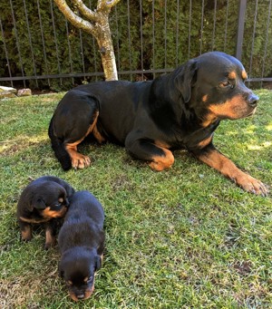Rottweiler Valentistag Welpen Bild 4