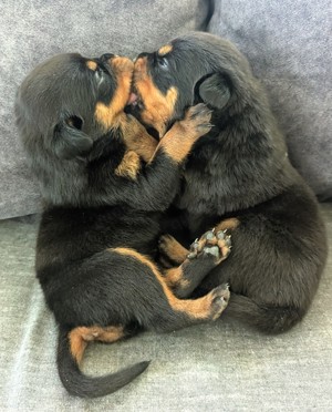Rottweiler Valentistag Welpen Bild 3