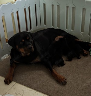 Rottweiler Valentistag Welpen Bild 7