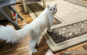 Deckkater Perserkatze 