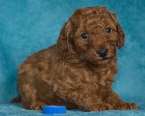 Zwergpudelwelpen in Black and Tan und Fawn suchen ab Mitte April 25 neues liebevolles Zuhause