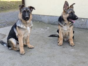 Altdeutsche Schäferhundwelpen, Welpen, Deutsche Schäferhunde