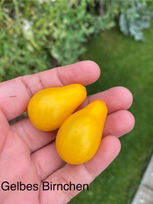 Tomatensamen Wolverine Sunrice Bumblebee und mehr