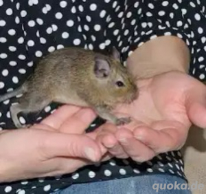 3 Degus männlich abzugeben
