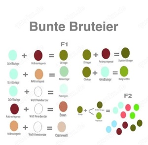 Grünleger Olivleger Türkisleger Buntleger Easteregger BE Bruteier Bild 9