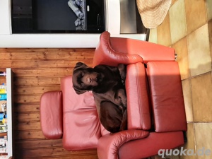 labrador Deckrüde ED HD frei