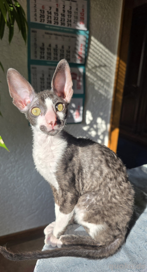 Reinrassige wunderschöne Cornish Rex Kitten 