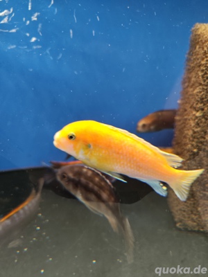 Malawi Bubtbarsche