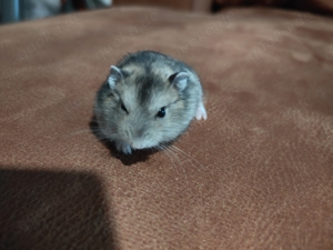 Zwerghamster roborovski 